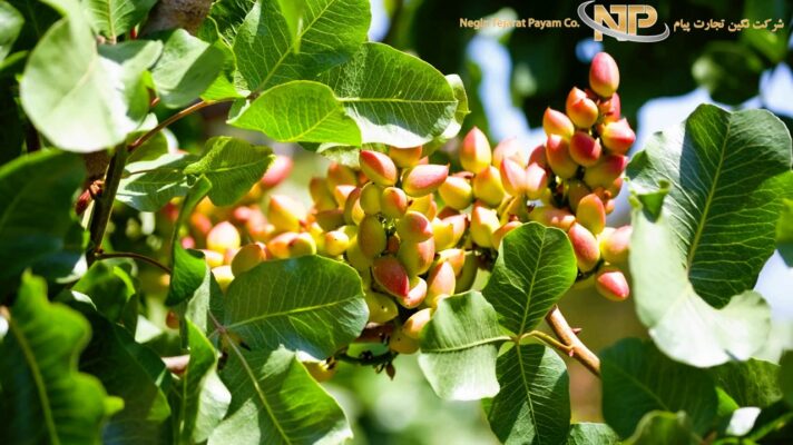 اسید فسفریک برای پسته